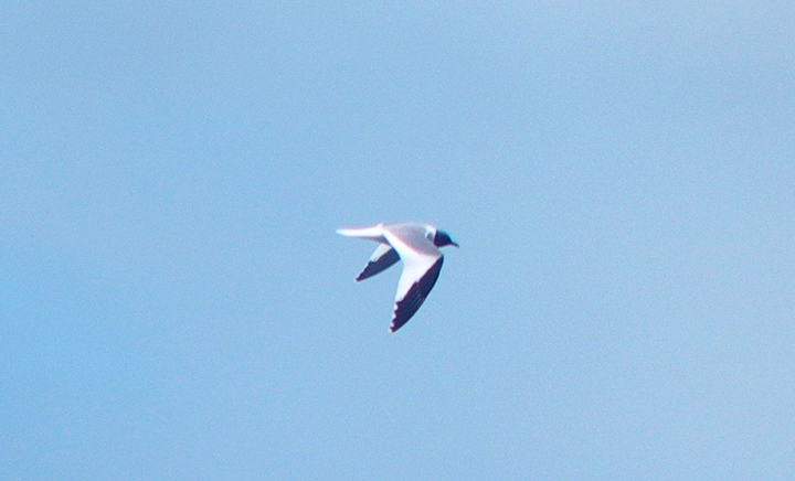 Sabine's gull at the reserve